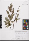 Foto von Salix daphnoides Vill.